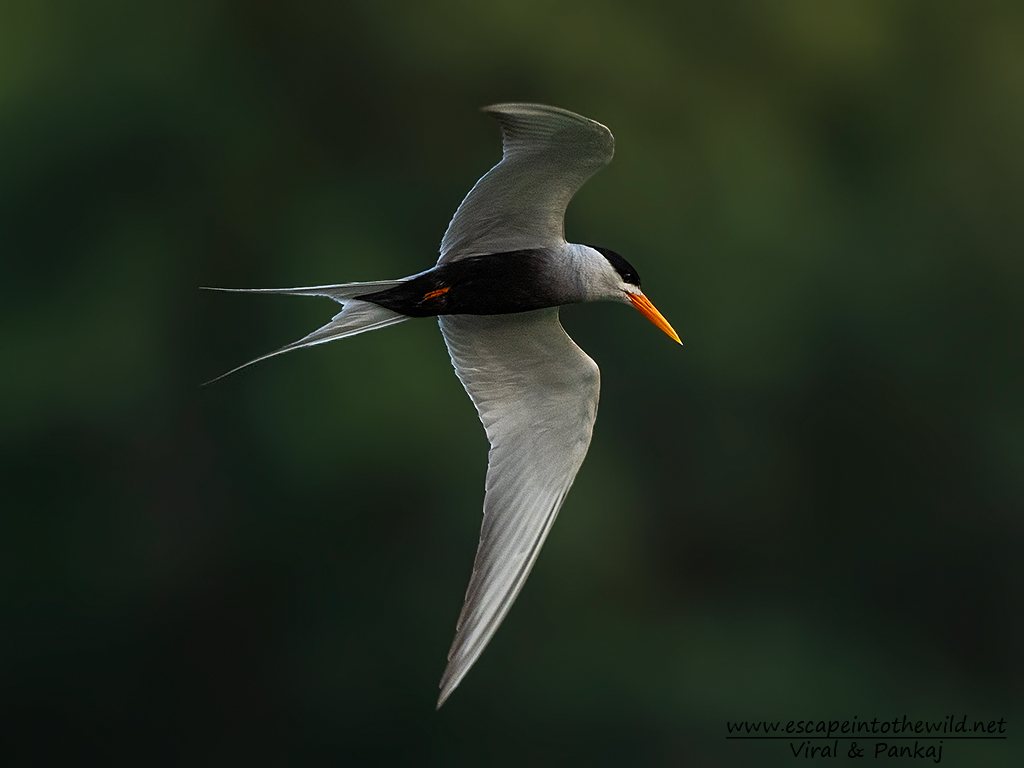Black-bellied Tern